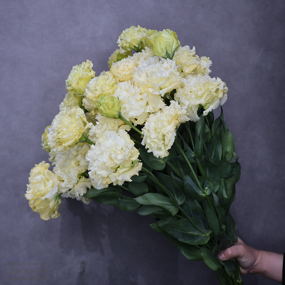 トルコキキョウ　ボヤージュイエロー　秀 ３輪 70cm