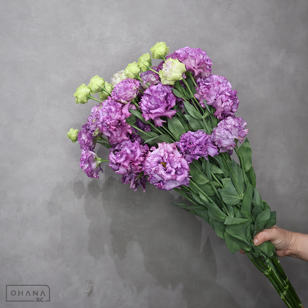 トルコキキョウ　ジュリアスラベンダー　 ３輪 70cm