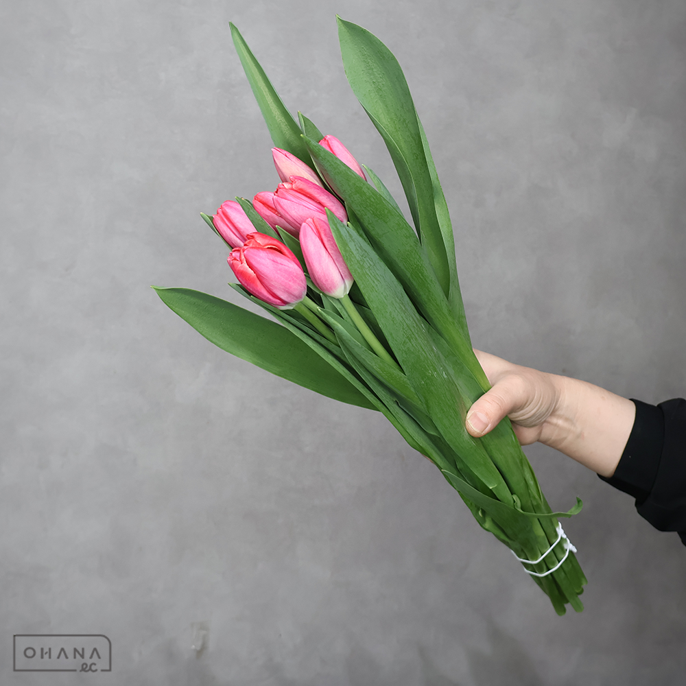 チューリップ　カンフー　秀 ２Ｌ