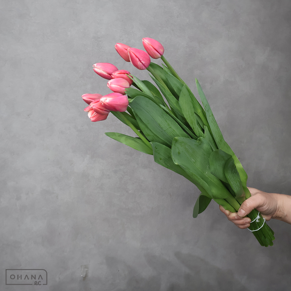 チューリップ　ダッチデザイン　秀 ２Ｌ