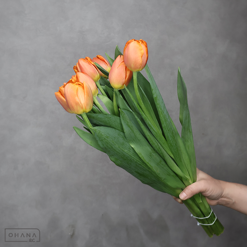 チューリップ　アイコーン　秀 ２Ｌ