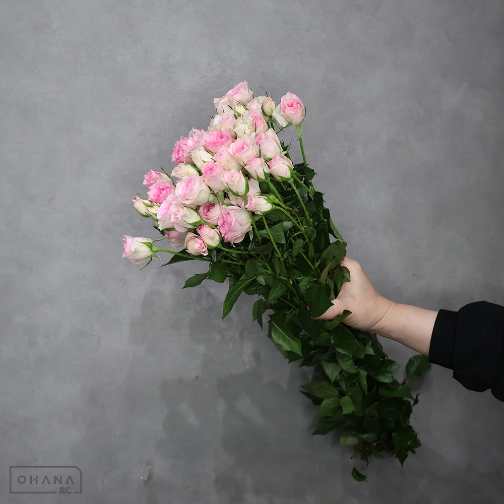 スプレーバラ　ラブリーローズ　秀 60cm