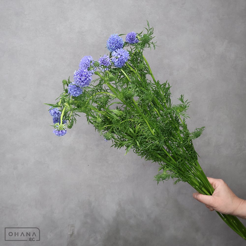 【SALE】　ギリア　レプタンサブルー　秀 80cm　※クレーム対象外