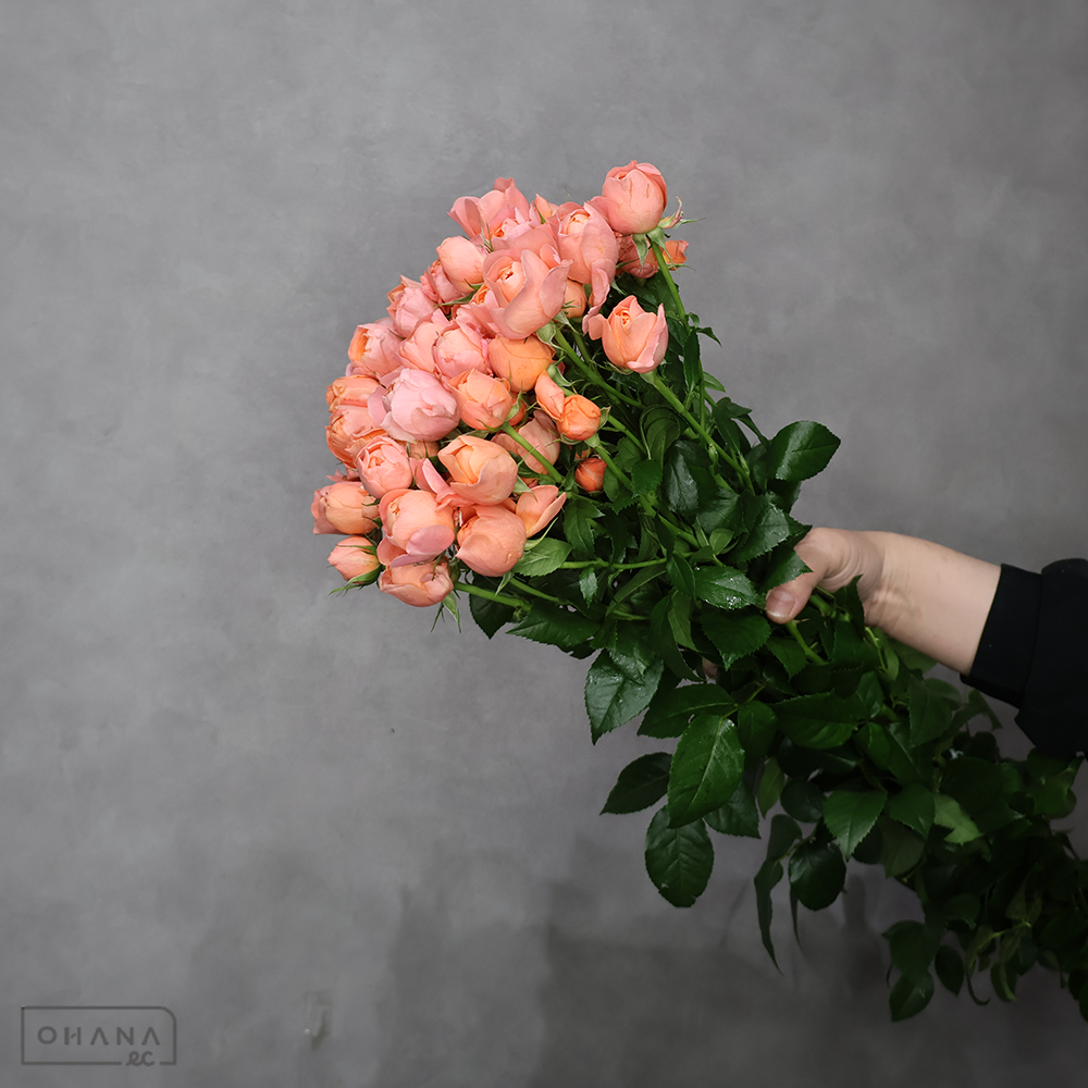 スプレーバラ　サーモンテラッツア　秀 60cm