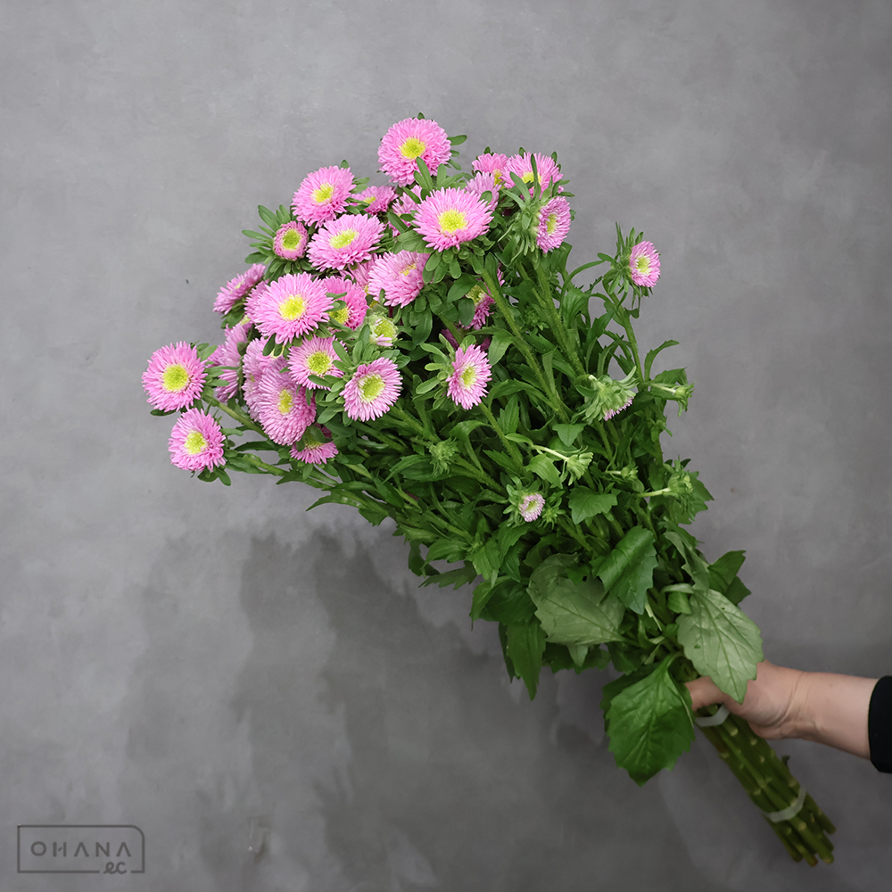 【SALE】　アスター　マカロンピンク　秀 60cm　※クレーム対象外