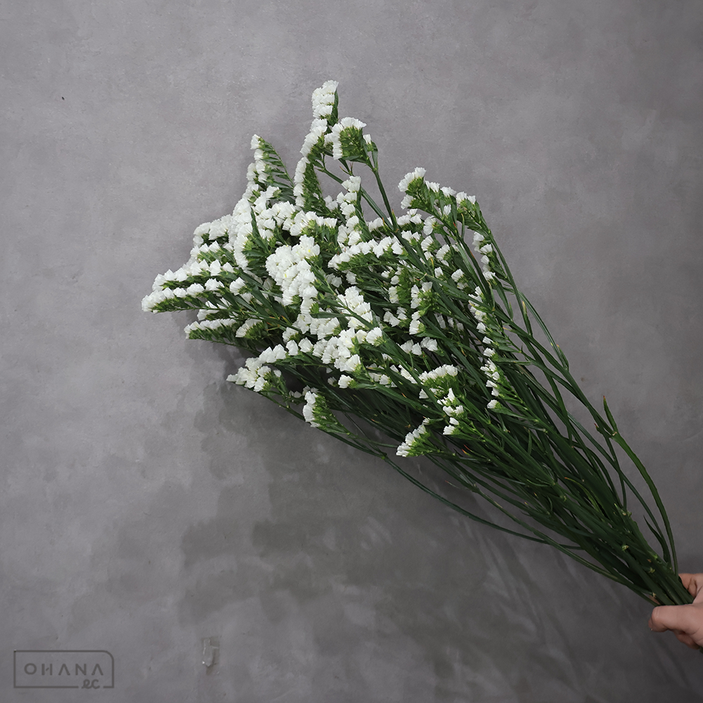 スターチス　ファインパール　２Ｌ