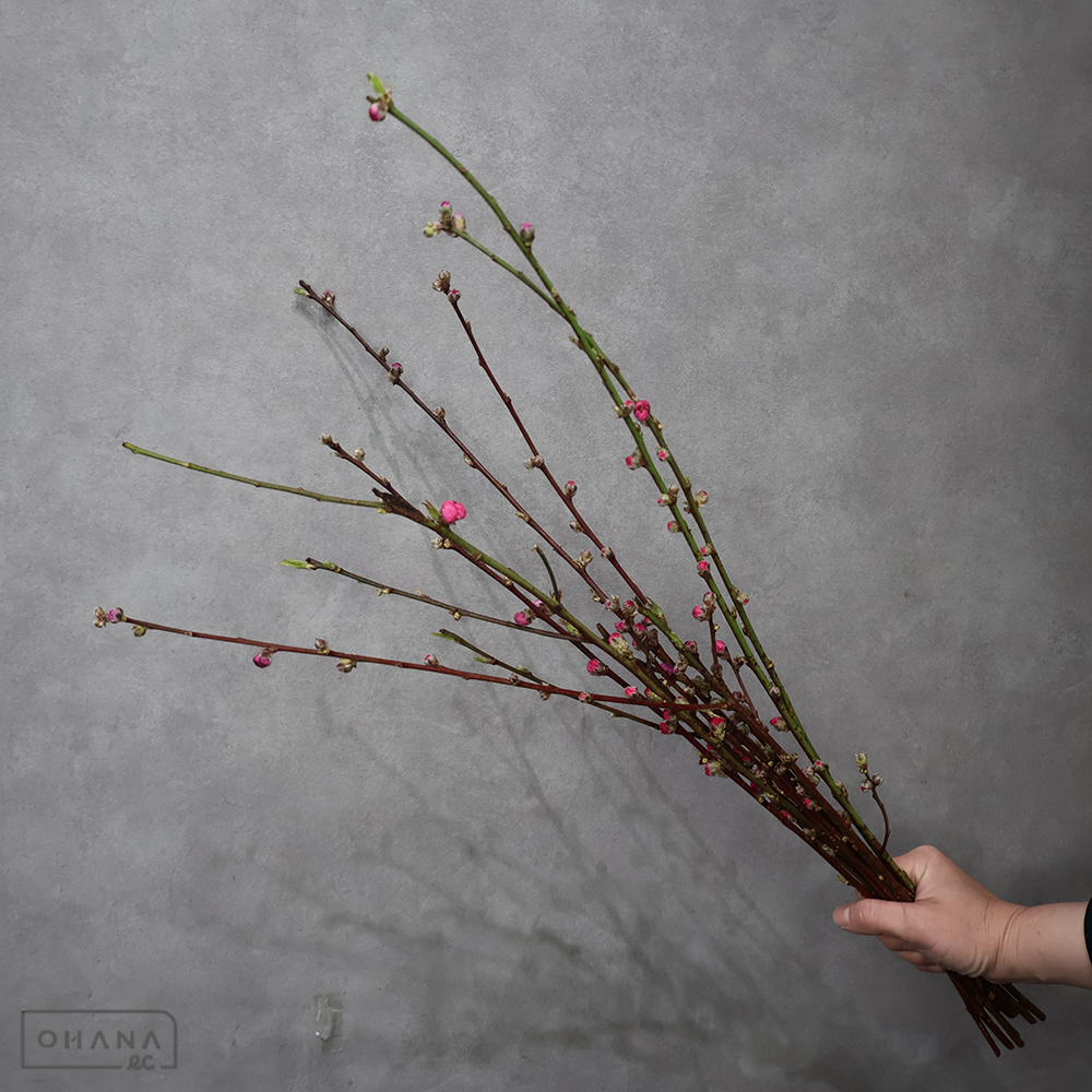 【SALE】　桃　　　２Ｓ 70cm　※クレーム対象外