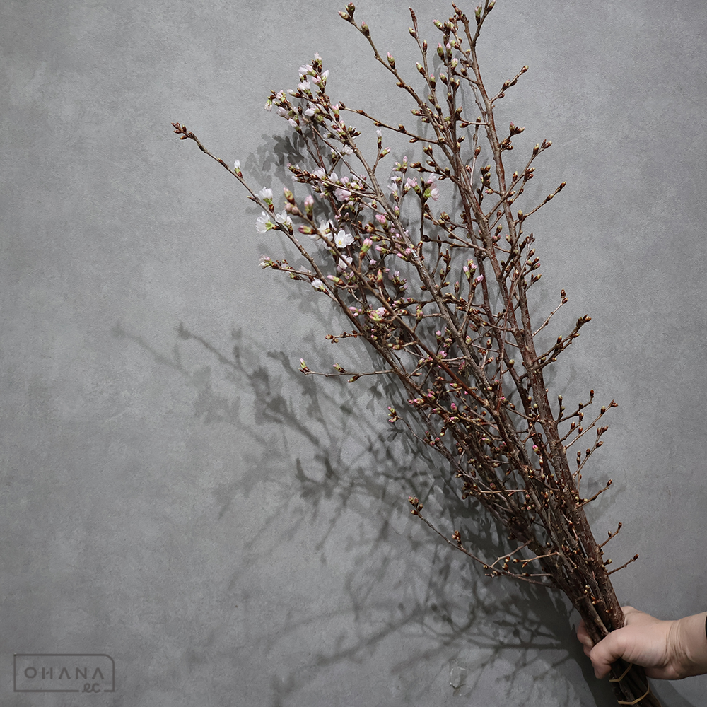 敬翁桜　秀 80cm