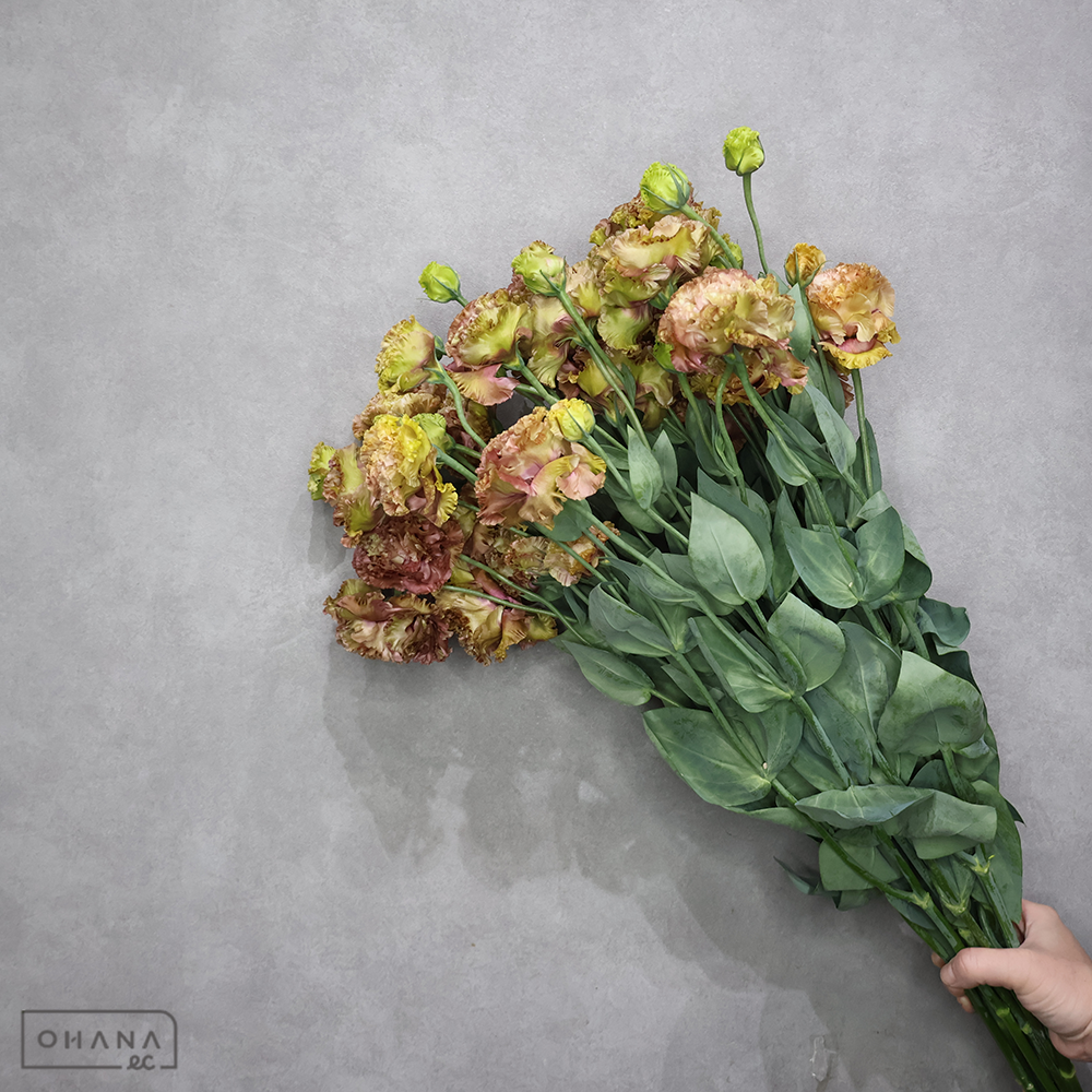 トルコキキョウ　アンバーダブルショコラ　70cm 2-3輪