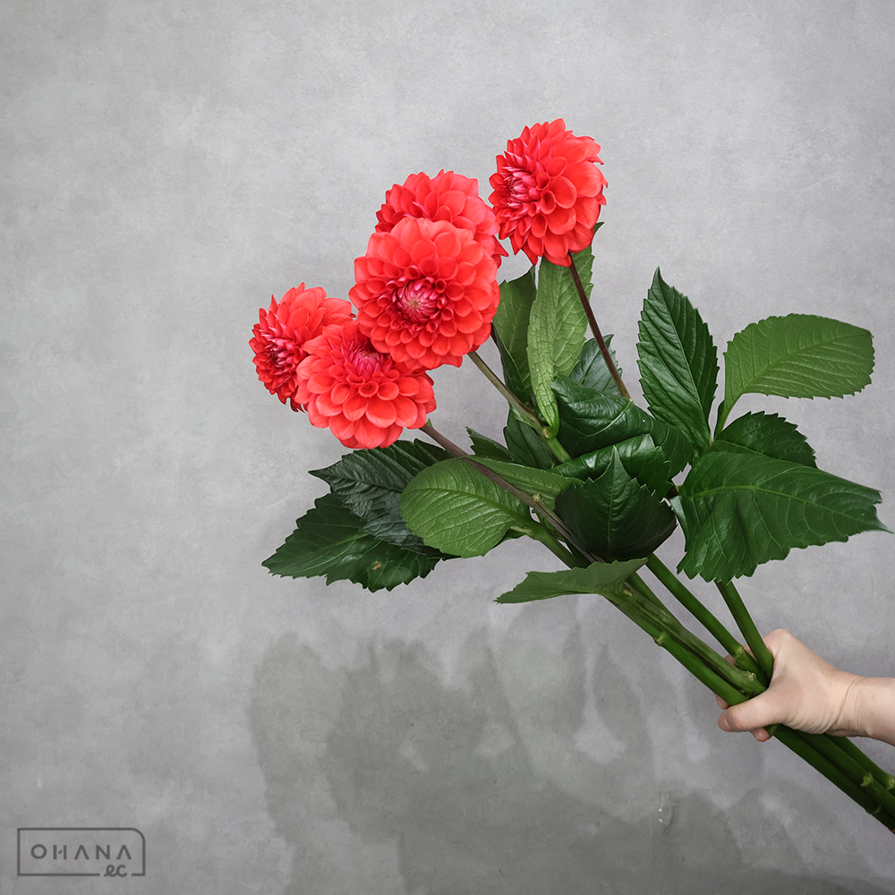 ダリア赤　朝日てまり　70cm ※5本束