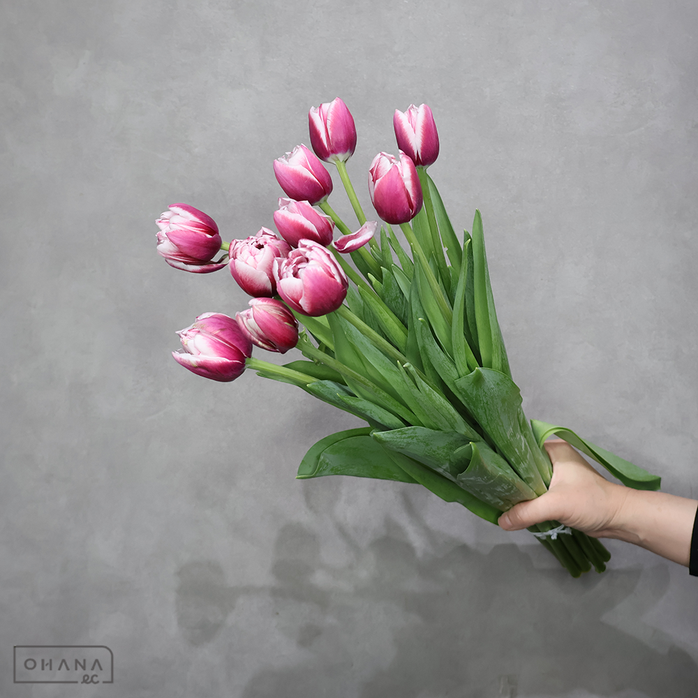 チューリップ八重　オーシャンドライブ　秀 2L※9本束