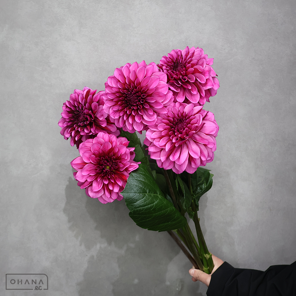 ダリア紫　ダークナイト　秀優 70-60  ※6本束