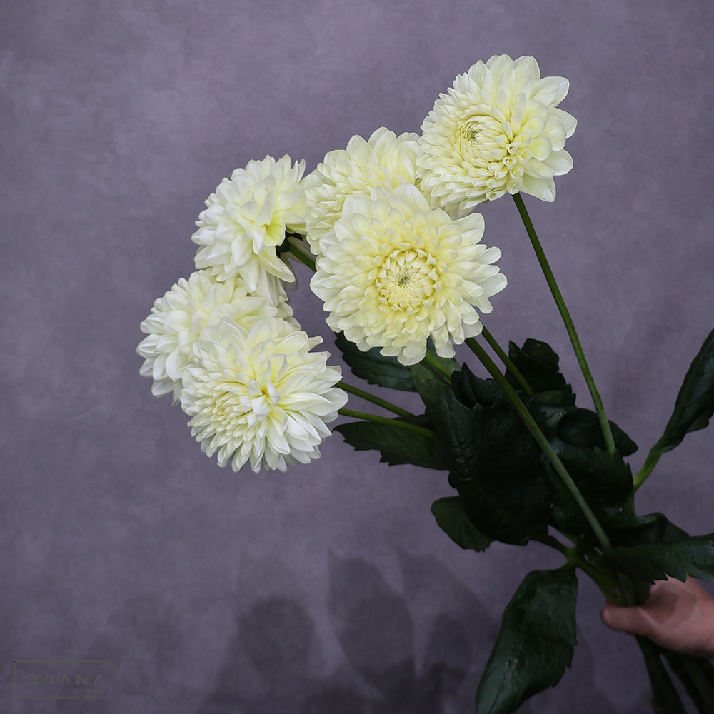 ダリア　キナッピ　秀 70cm  ※7本束