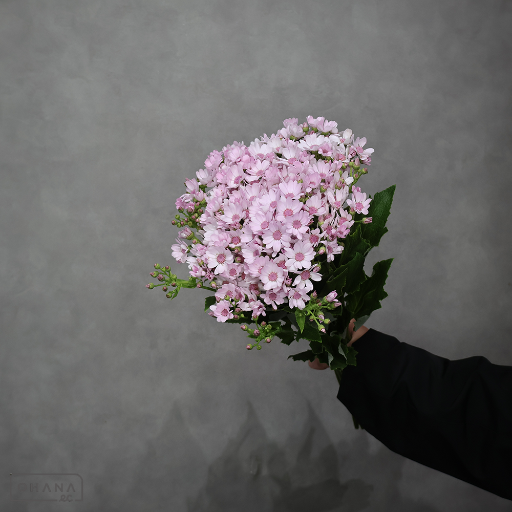 セネシオ　ティアパーティーピンク　50cm