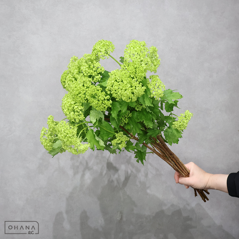 スノーボール　60cm 2輪