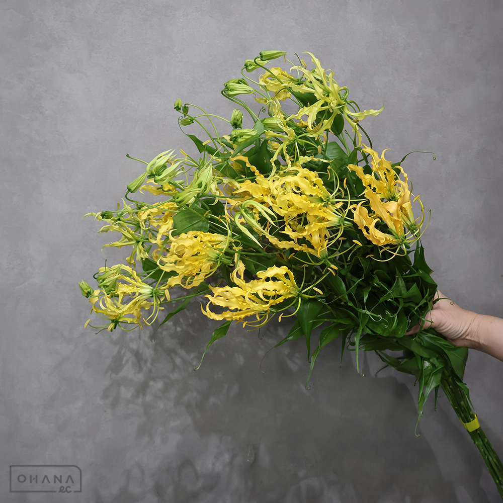 グロリオサ黄　ルテア　L