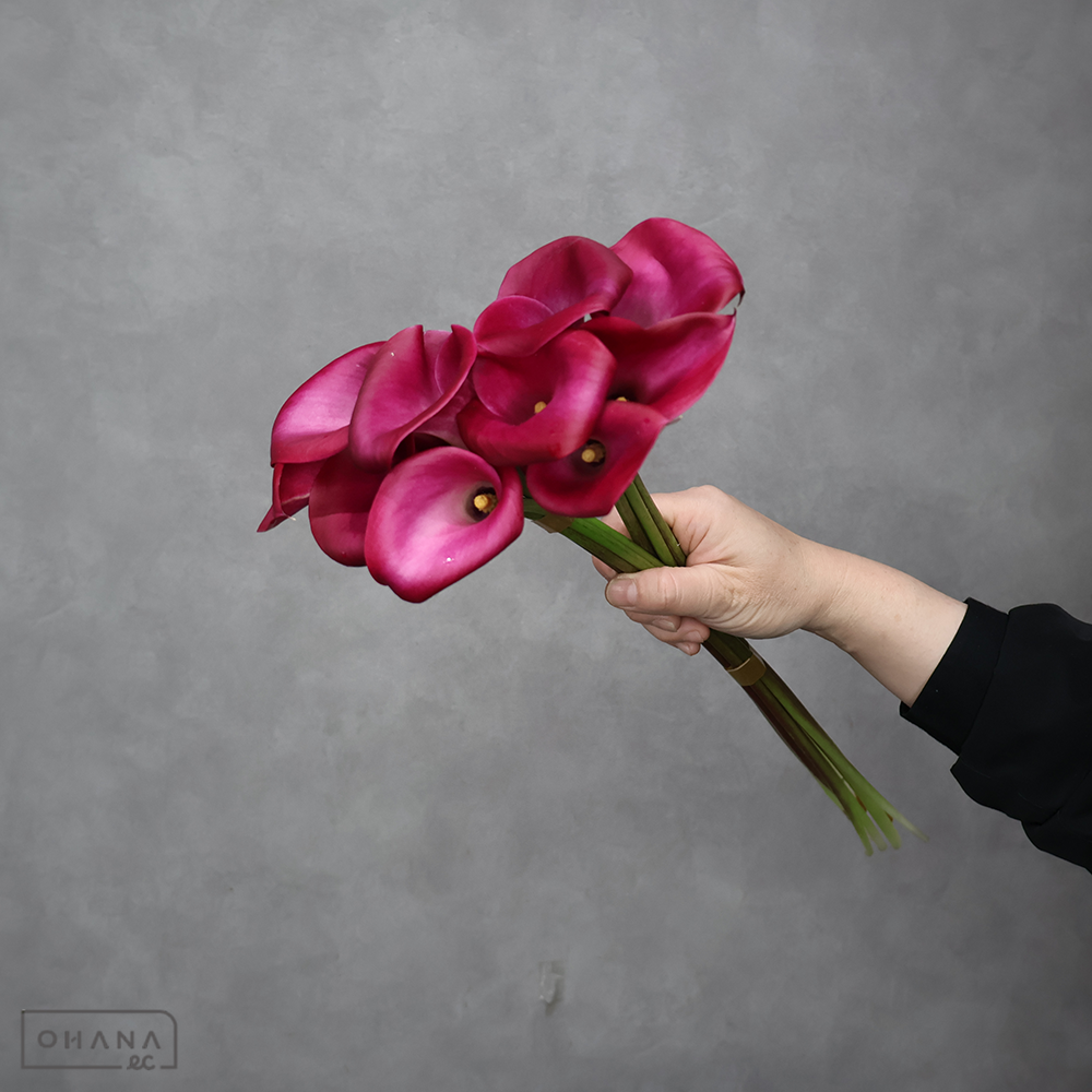 カラーピンク　スマトラ　秀 50cm