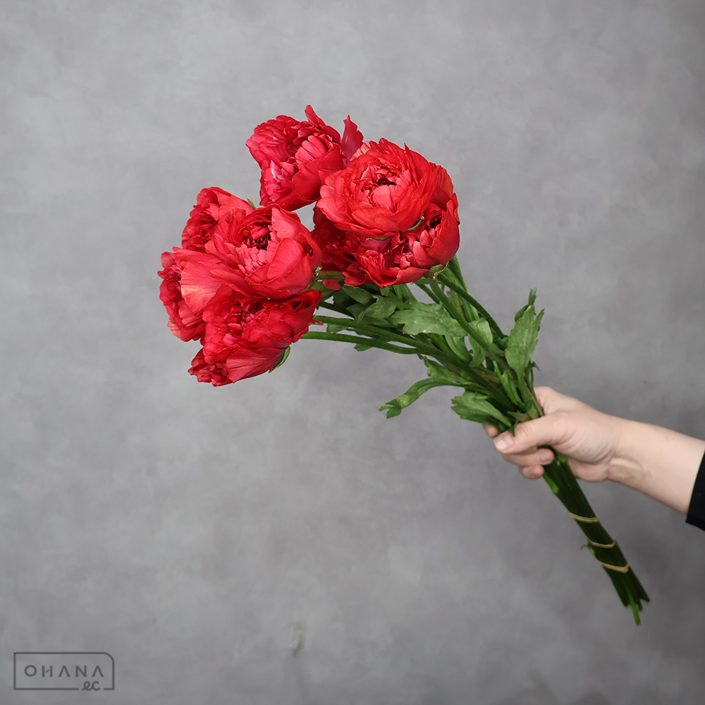 ラナンキュラス　シャルロットＭＩＸ ①　優 50cm