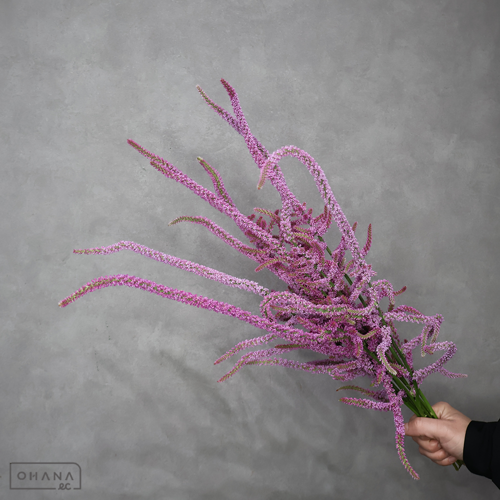 ＨＢスターチス　スウォロウィ　秀 50cm