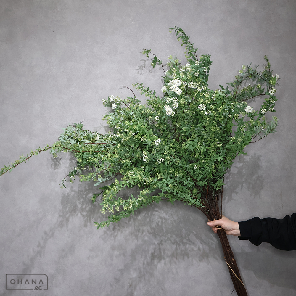 こでまり　秀2L