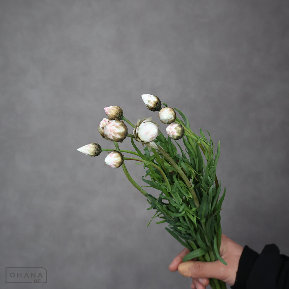 ローダンセ　ピエロホワイト　秀 40cm