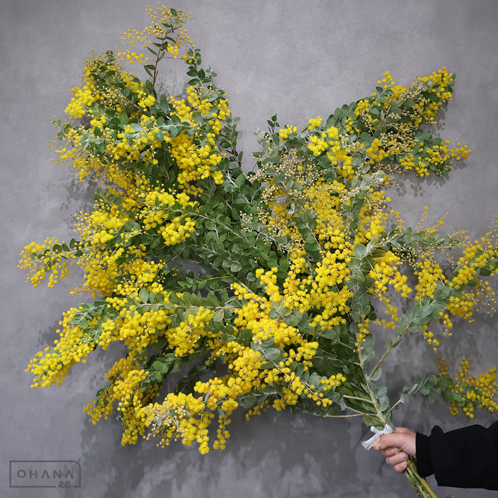 パールアカシヤ　 ②　※写真は10本束