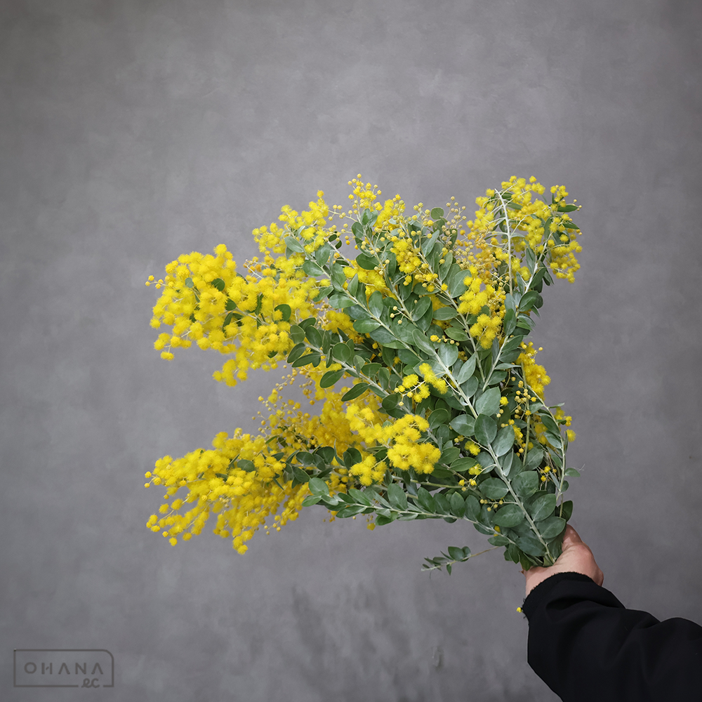 パールアカシヤ　小