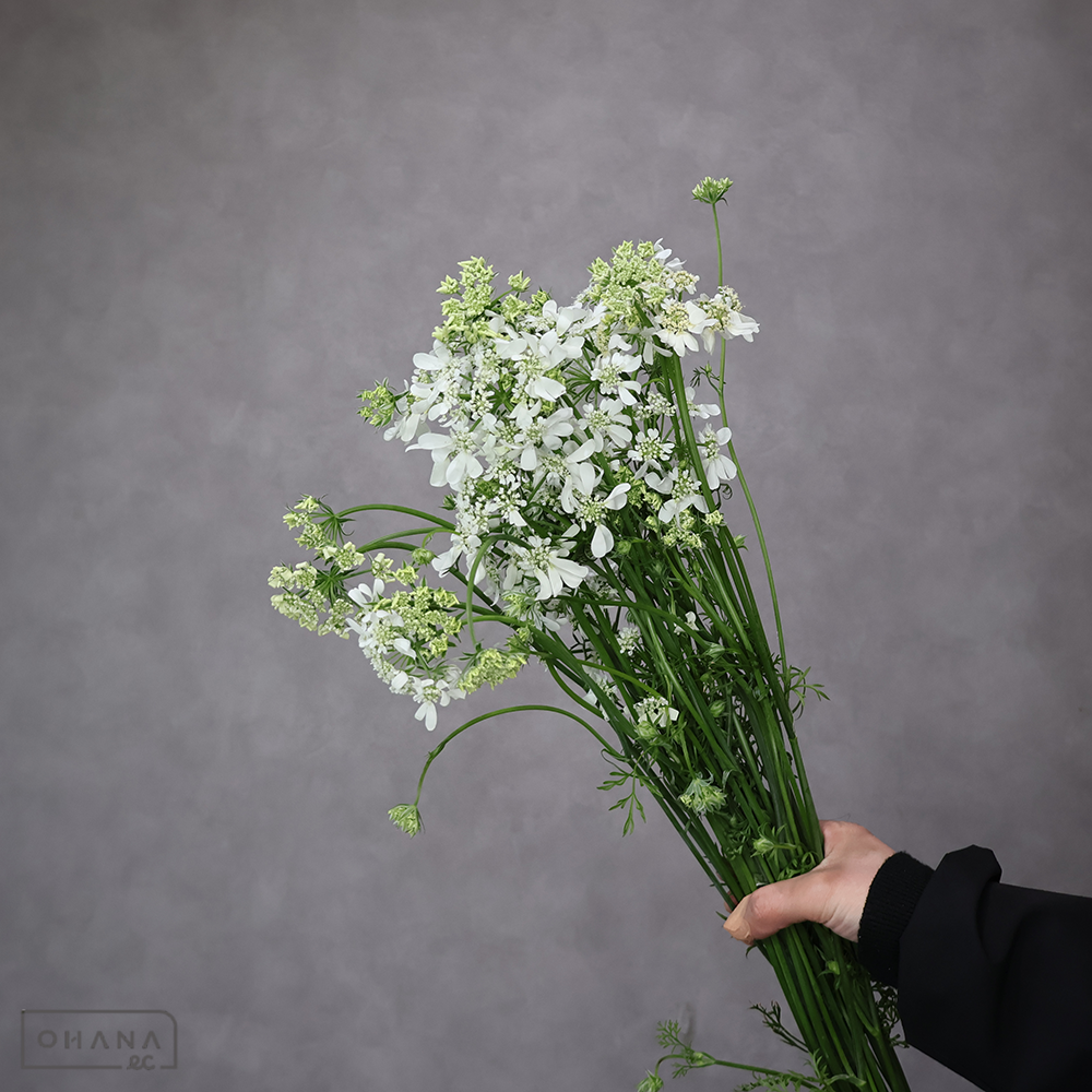 レースフラワー　オルラヤ　ホワイトフィンチ　秀 60cm