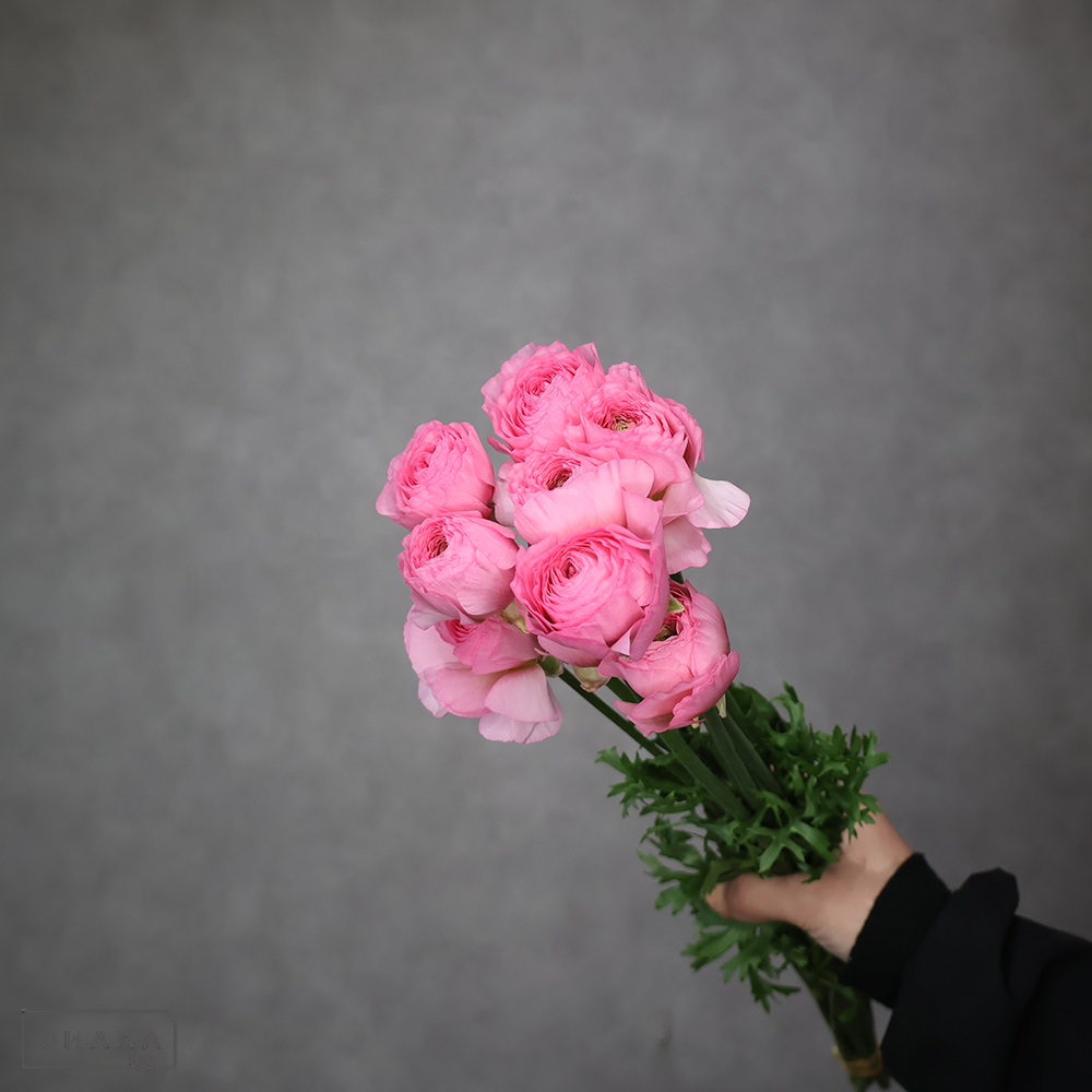 ラナンキュラス  バリエール　優 50cm