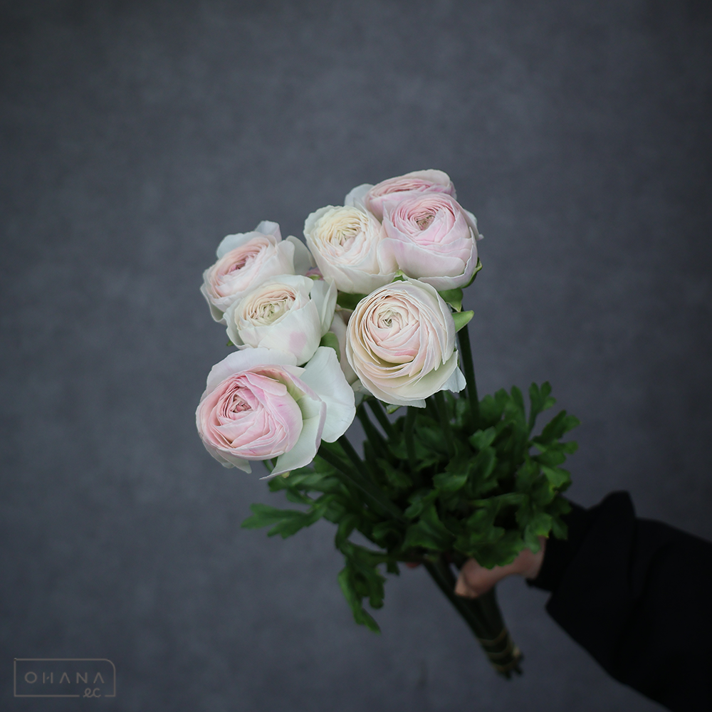 ラナンキュラス  ポワント　優 50cm