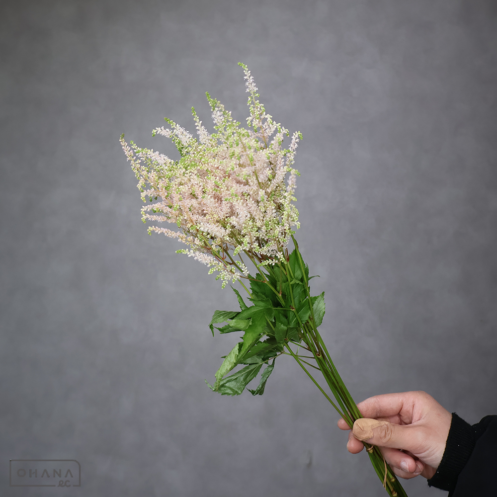 アスチルベピンク　アメリカ　秀 50cm