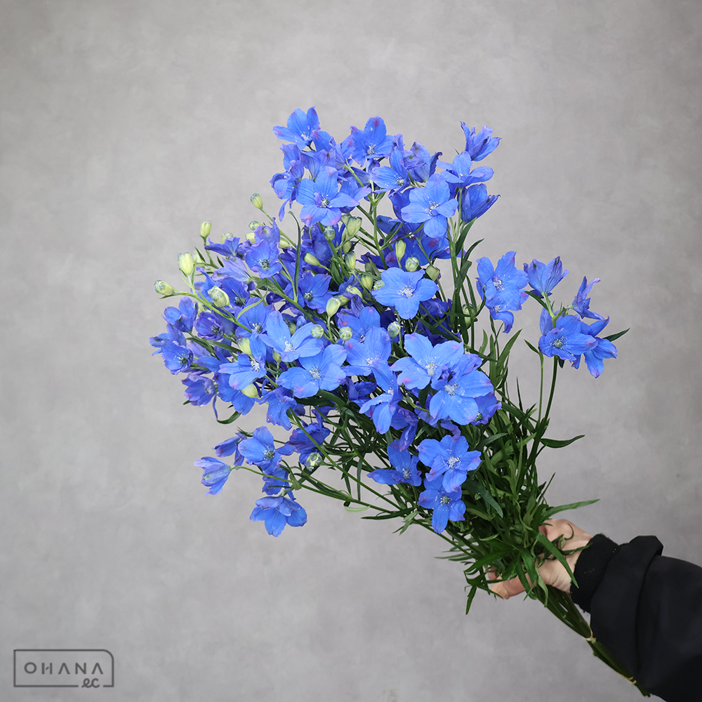 デルフィシネンシス  グランブルー　優 60cm