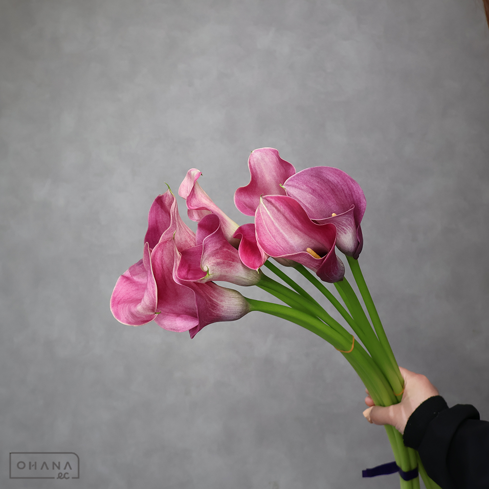 カラーピンク　キャプテンロマンス　 70cm