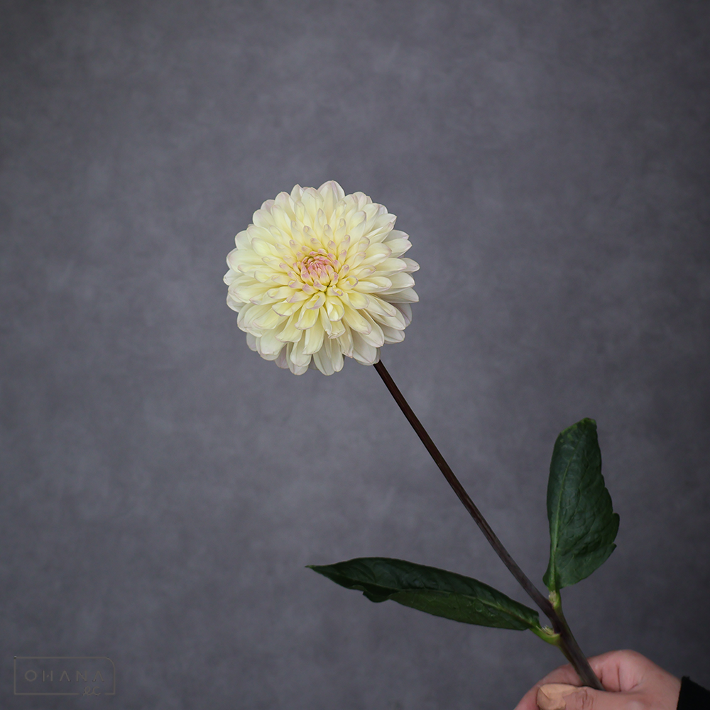 ダリア　クイーン ※7本束　秀 70cm