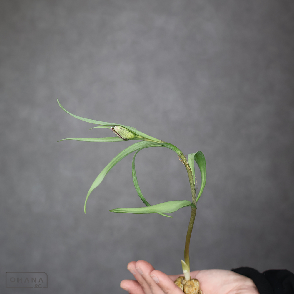 フリチラリア　メレアグリス  球根付　秀