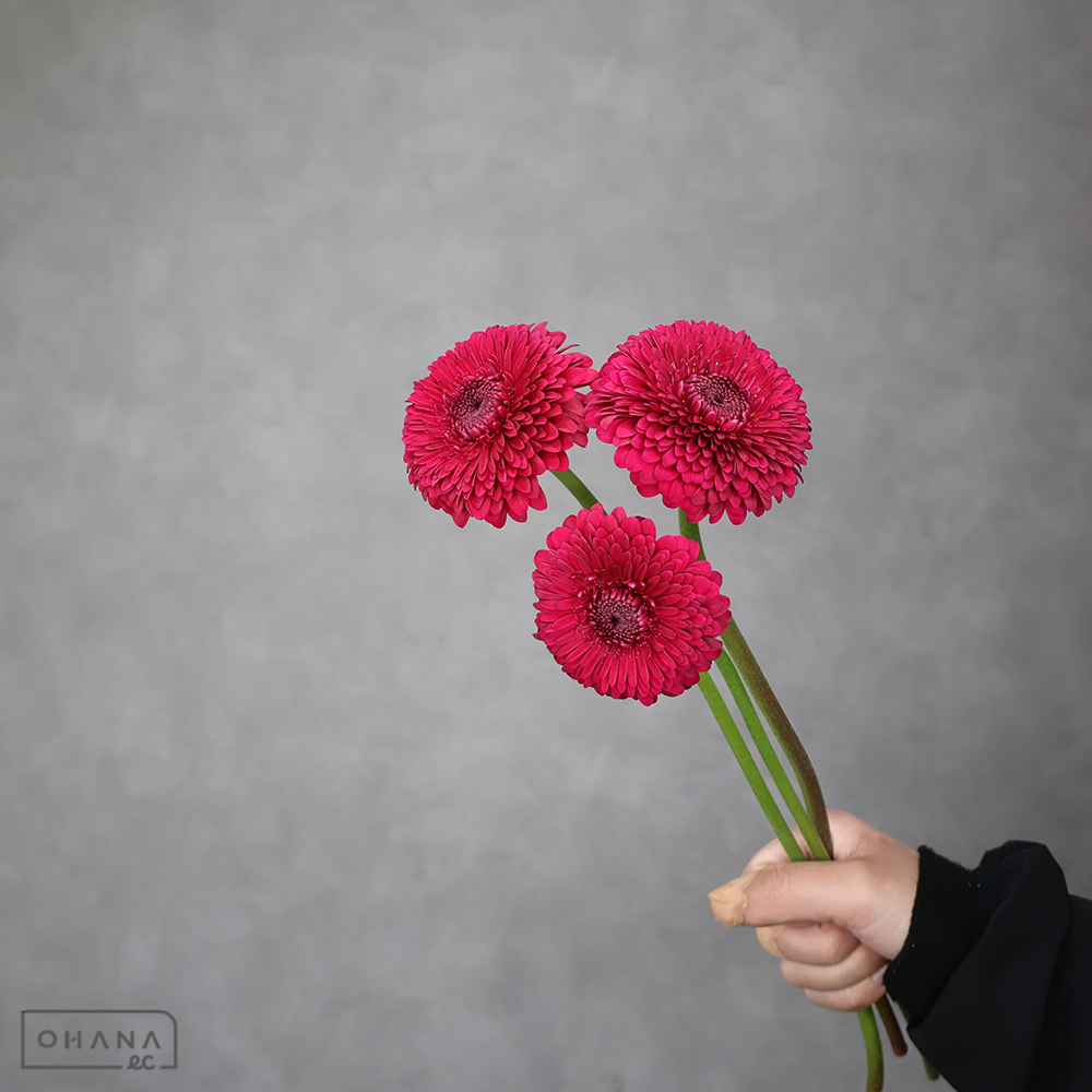 ガーベラ　ポンポン　リコリコ　優 30cm