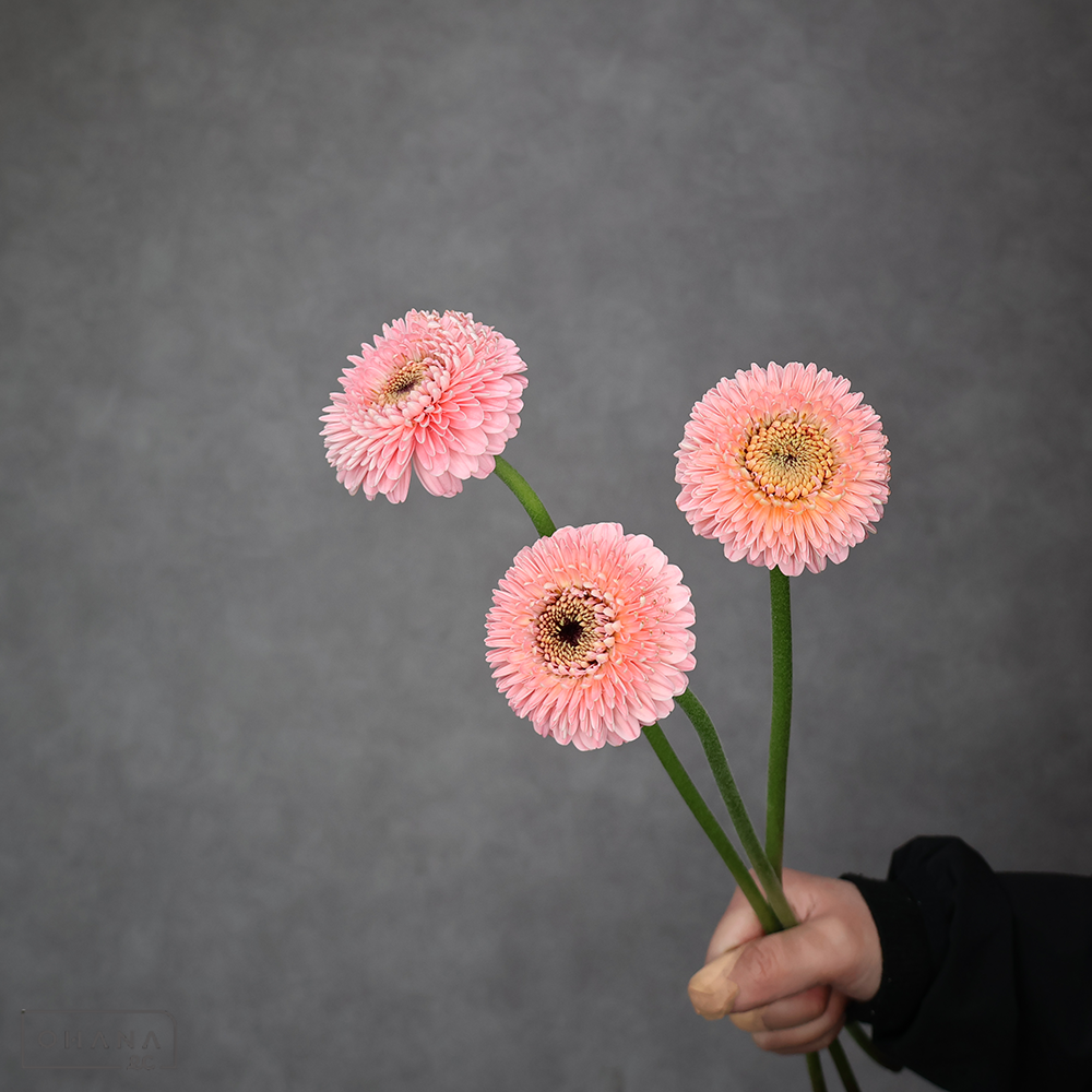 ガーベラ　ピギー　優 30cm