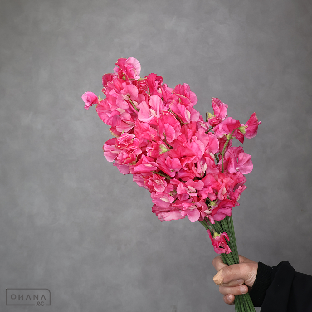 スイトピーピンク　ガールトーク　2L 4輪