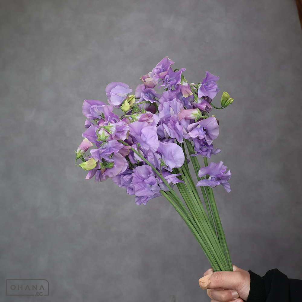 スイトピー紫　ムジカラベンダー　2L 4輪