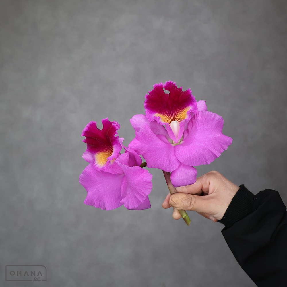 カトレア　ドラムビート ※3輪