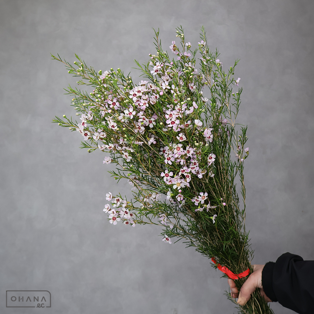 ワックスフラワー　アーリーピンク　 80-70 淡いP