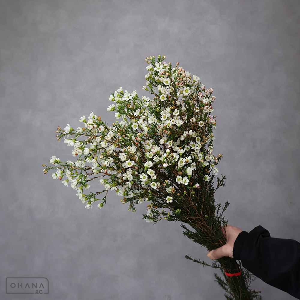 ワックスフラワー　エスペランス　 80-70  ※7本束