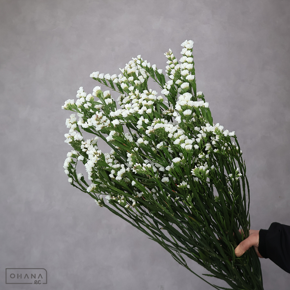 スターチス白　ファインパール　2L