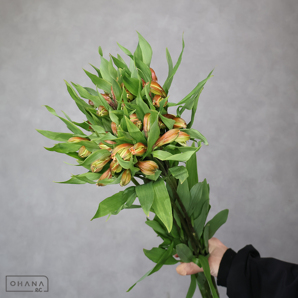 アルストロメリアオレンジ　オレンジクイーン　 70cm