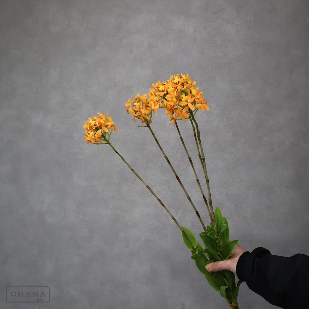 エピデンドラム　オレンジ　秀 60cm  ※5本束