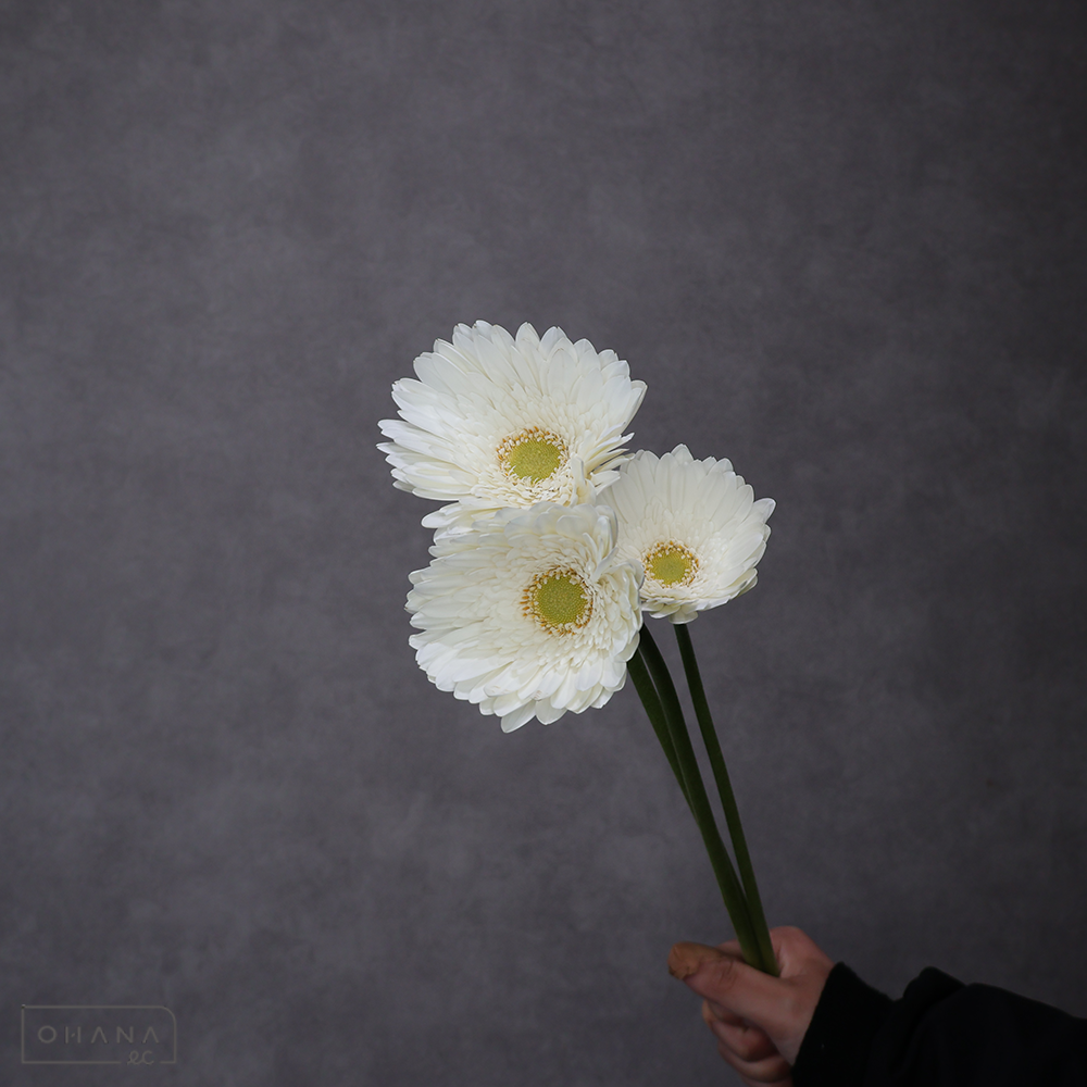 ガーベラ　シルバースノー　秀50cm