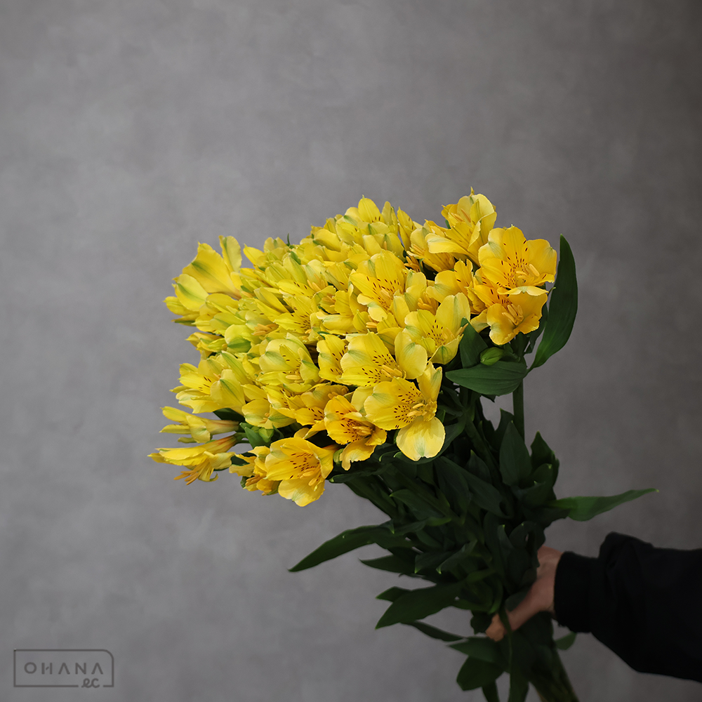 アルストロメリア　サニーレディ　特級75cm