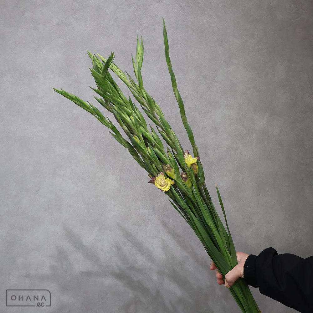 グラジオラス　リトルカスタネット　秀Ｍ80cm