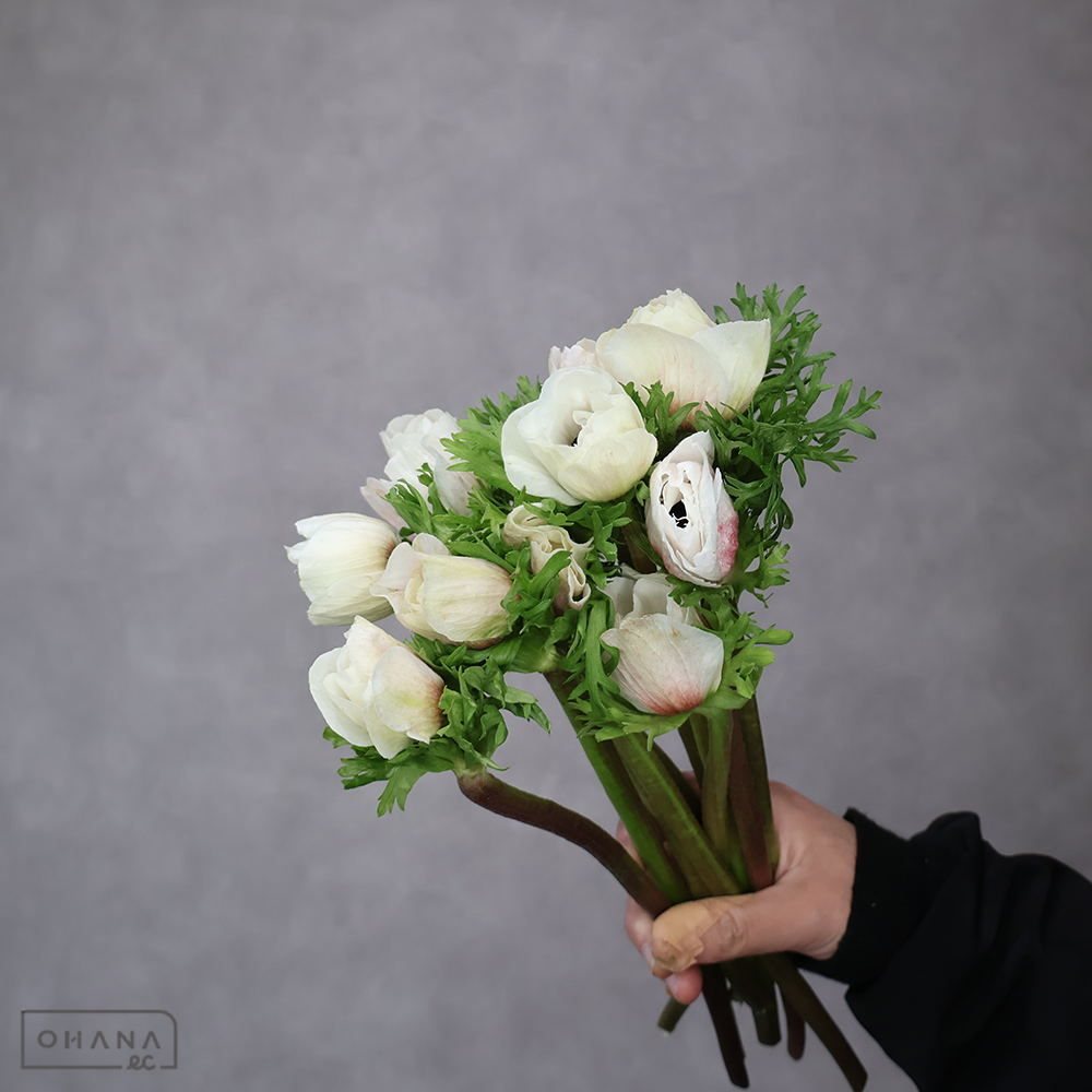 アネモネ　ブラックセンター　秀Ｍ※6本束