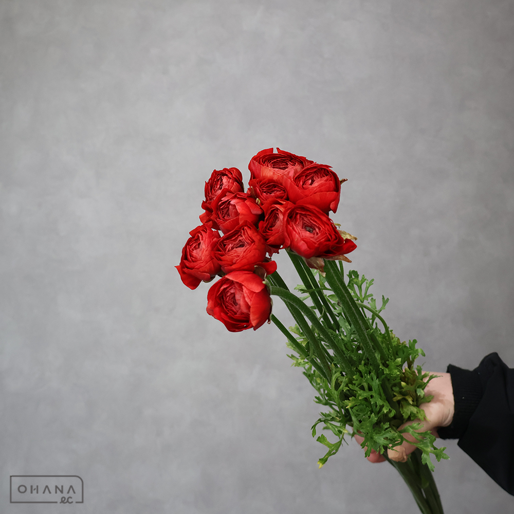 ラナンキュラス　ルーアン　秀50cm※5本束